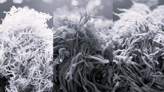 Different Varieties of Sea Moss: Color, Region, and Benefits