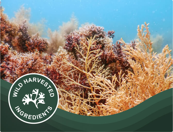 Wild harvested seaweeds for Marine Organics certified organic Sea Moss & Bladderwrack capsules